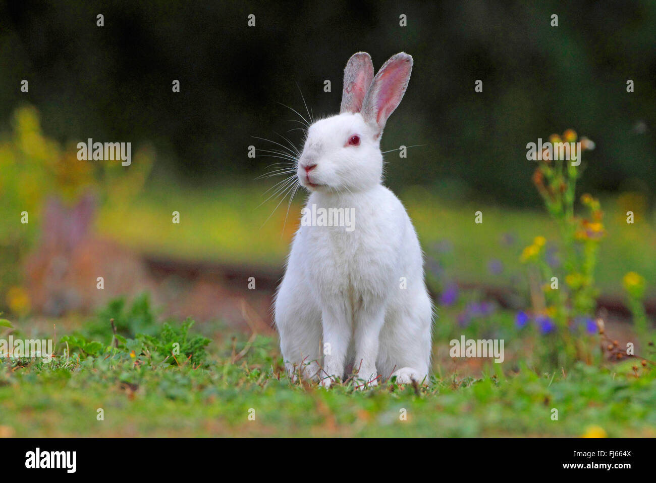 Europäischen Kaninchen (Oryctolagus Cuniculus), Albino, Deutschland Stockfoto