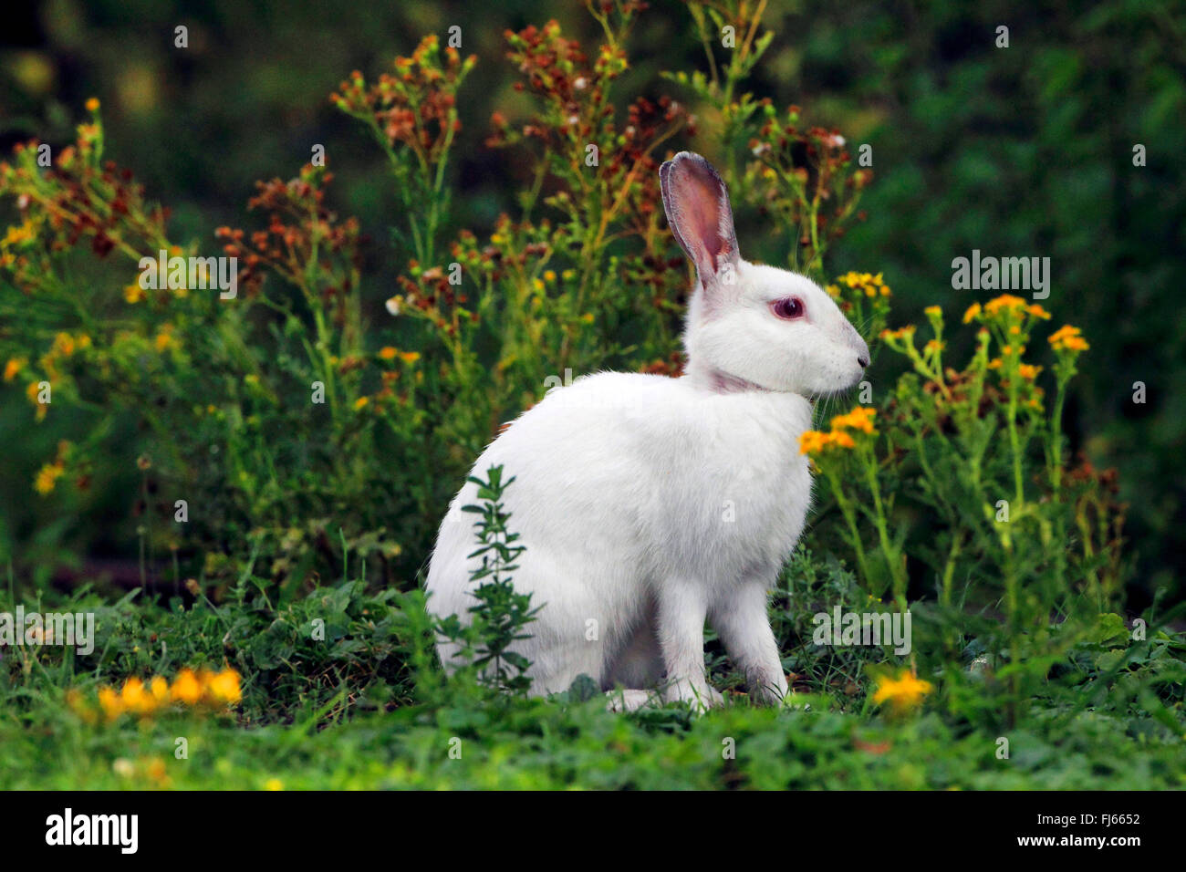 Europäischen Kaninchen (Oryctolagus Cuniculus), Albino, Deutschland Stockfoto