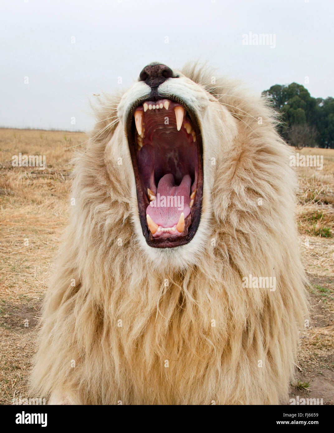 Löwe (Panthera Leo), brüllend weißer Löwe, Porträt, Südafrika Stockfoto