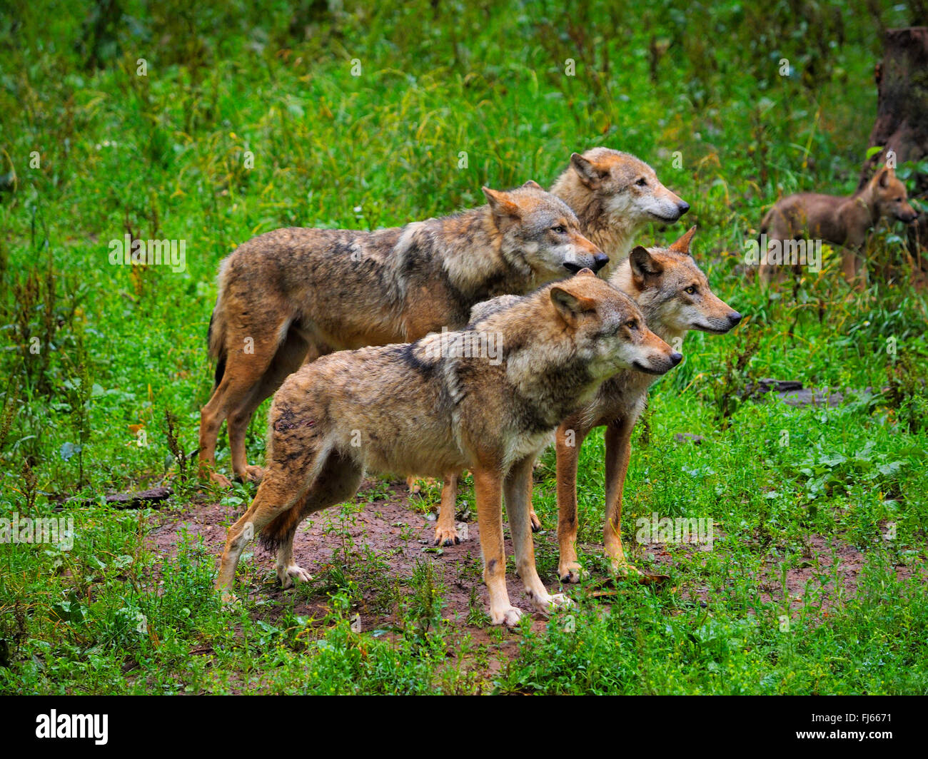 Europäische graue Wolf (Canis Lupus Lupus), Verpacken von Wölfen, Deutschland, Bayern Stockfoto