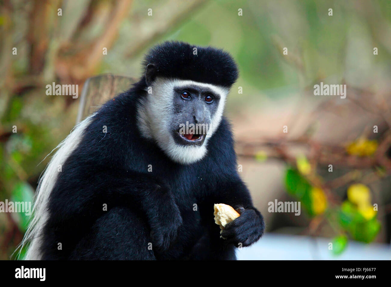 Guereza, Colobus Guereza, östlichen schwarz-weißen Stummelaffen, Jaguaren Colobus, Jaguaren Guereza (Colobus Guereza, Colobus Abyssinicus), Porträt, Kenia Stockfoto