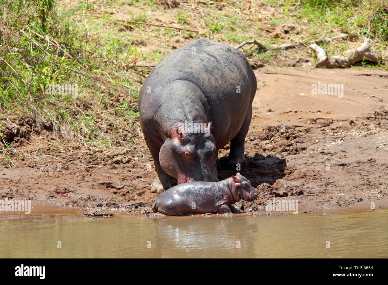 Nilpferd, Nilpferd, gemeinsame Flusspferd (Hippopotamus Amphibius), Weibchen mit Welpen, Kenia, Masai Mara Nationalpark Stockfoto