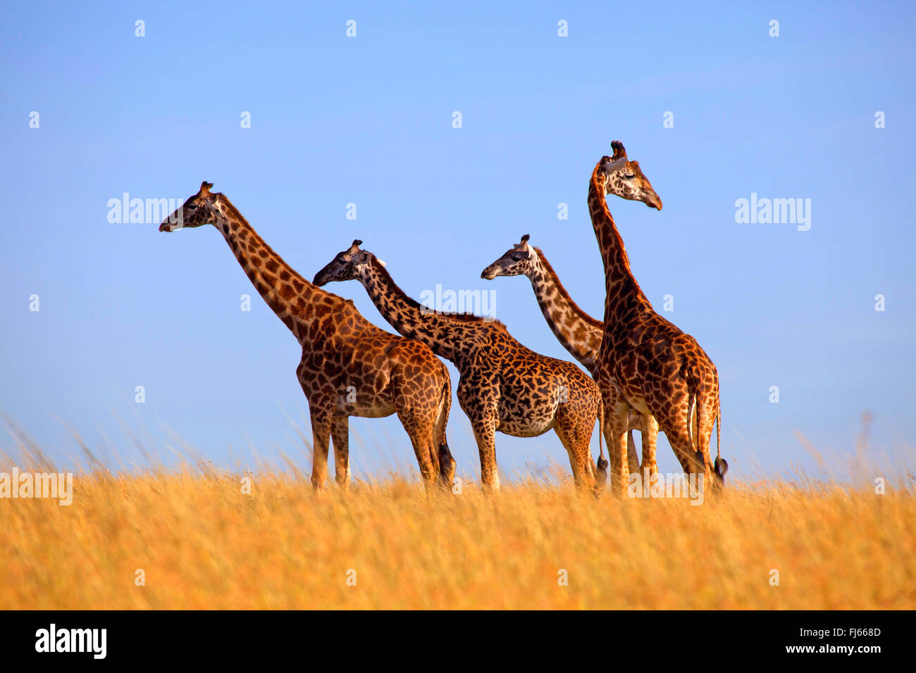 Masai-Giraffe (Giraffa Plancius Tippelskirchi), stehen vier Giraffen in der Savanne, Kenia, Masai Mara Nationalpark Stockfoto