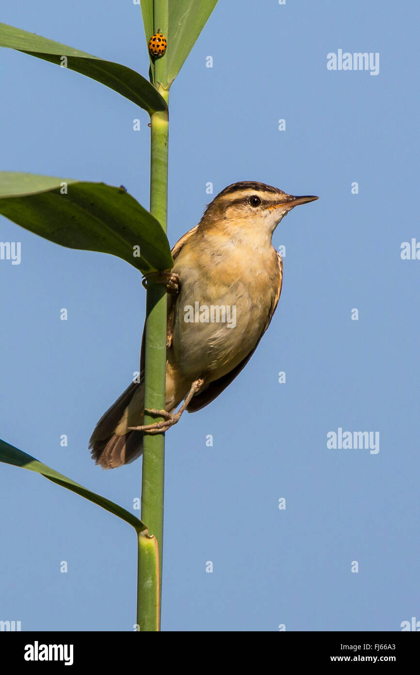 Schilfrohrsänger (Acrocephalus Schoenobaenus), sitzt am Schilf, Deutschland, Bayern Stockfoto