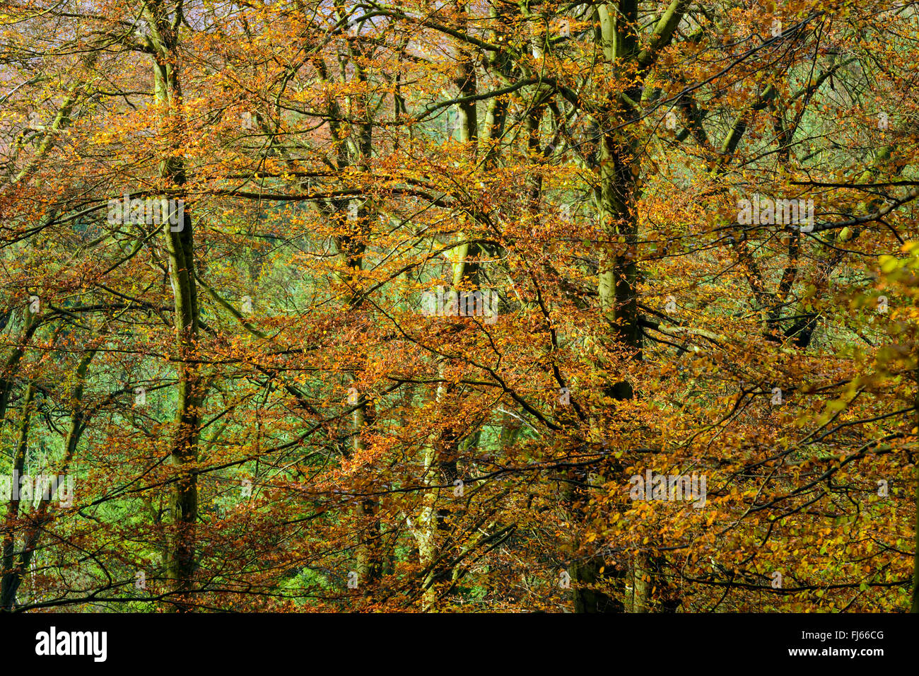 Rotbuche (Fagus Sylvatica), Buche Natur Wald, Naturpark Arnsberger Wald, Sauerland, Nordrhein-Westfalen, Deutschland Stockfoto
