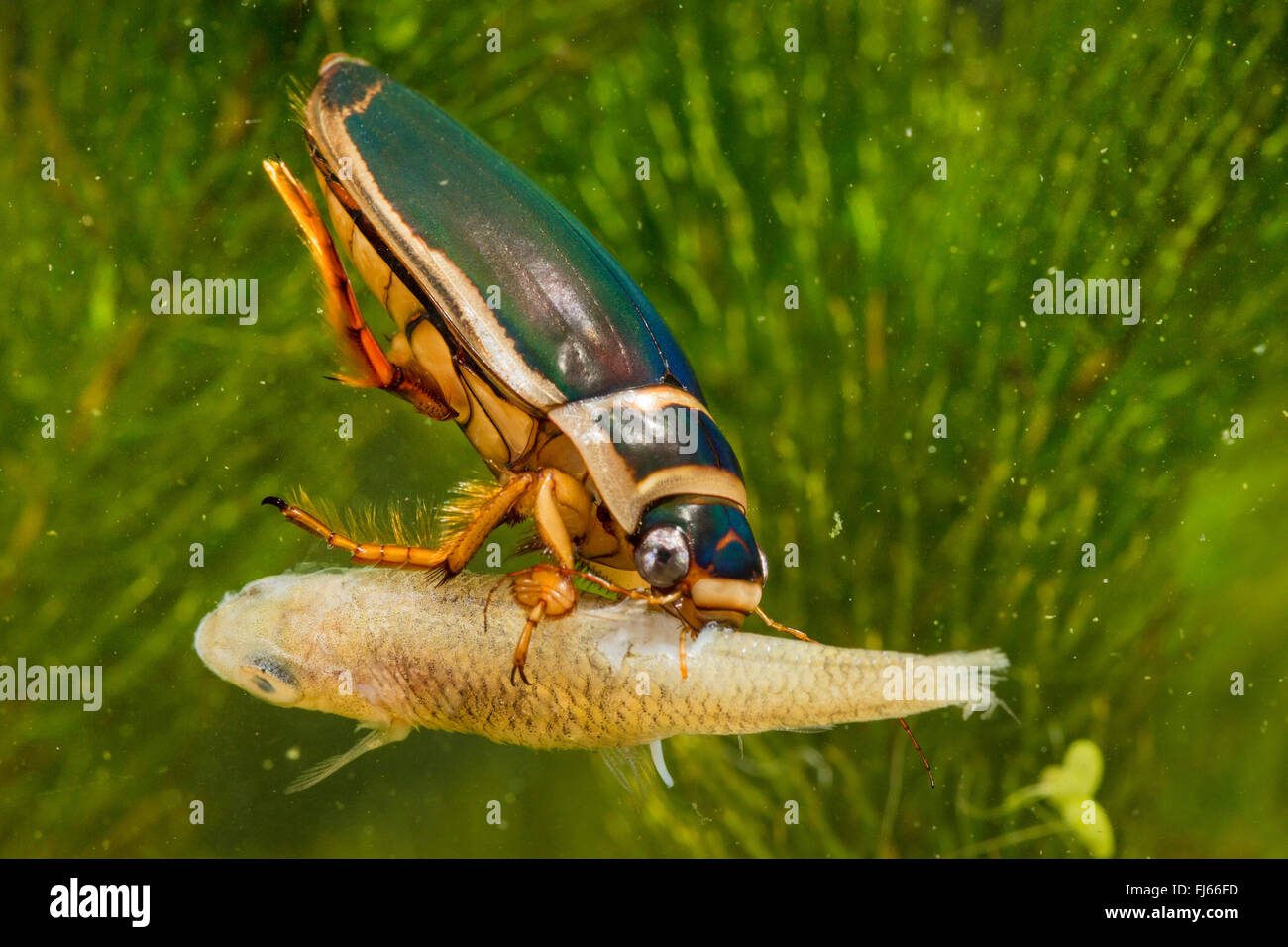 Großen Diving Beetle (Gelbrandkäfer Marginalis), männliche Fütterung auf einen Toten Bitterling, Deutschland, Bayern Stockfoto