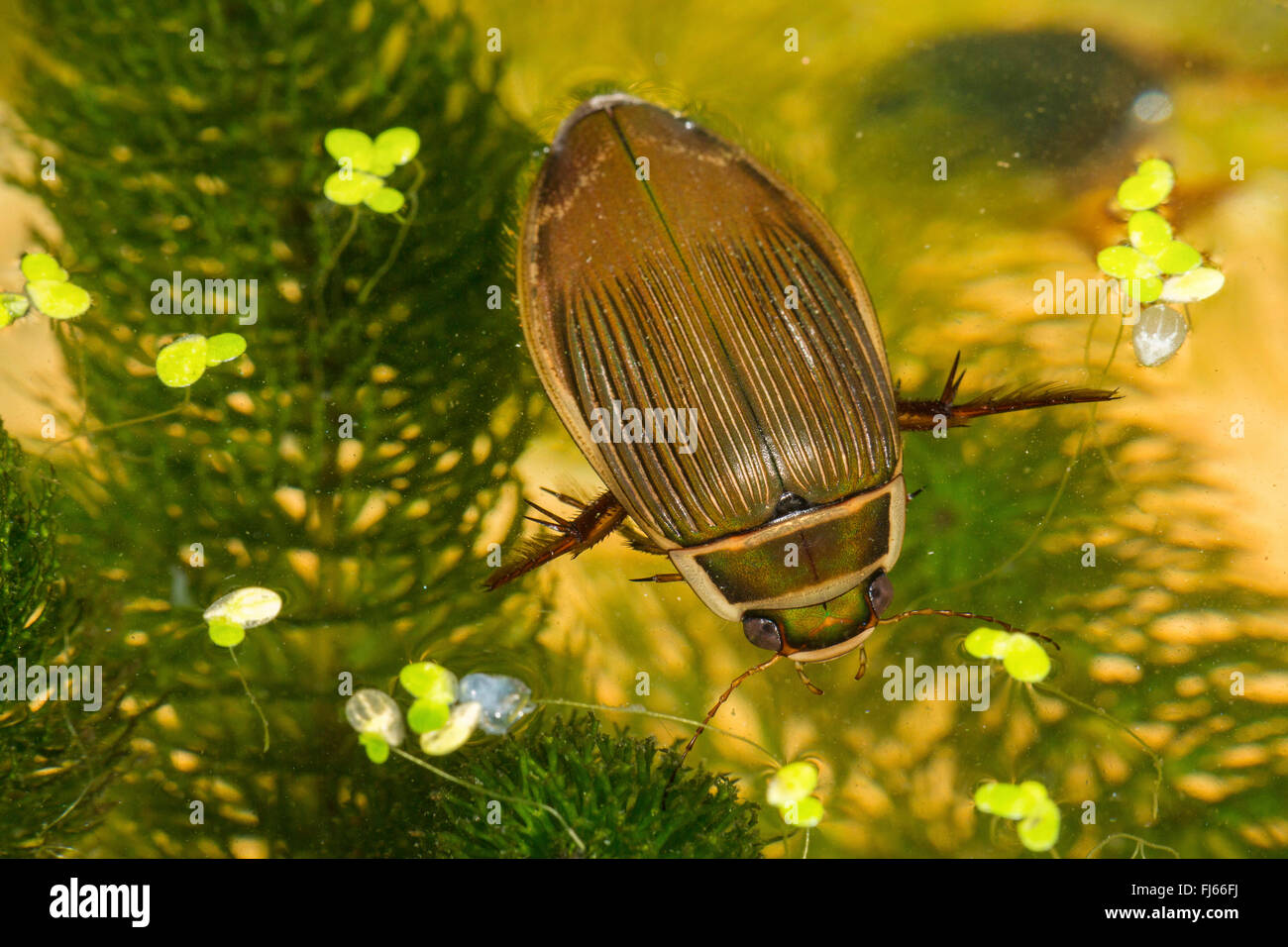 Großen Diving Beetle (Gelbrandkäfer Marginalis), atmet weiblich am Wasser Oberfläche, Deutschland, Bayern Stockfoto