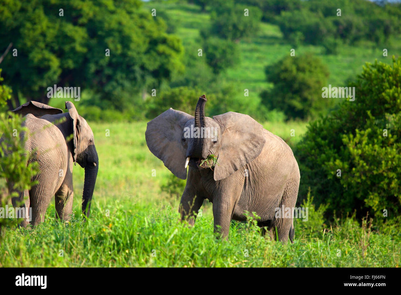 Afrikanischer Elefant (Loxodonta Africana), grasende Elefanten mit bedrohlichen Geste, Südafrika Stockfoto
