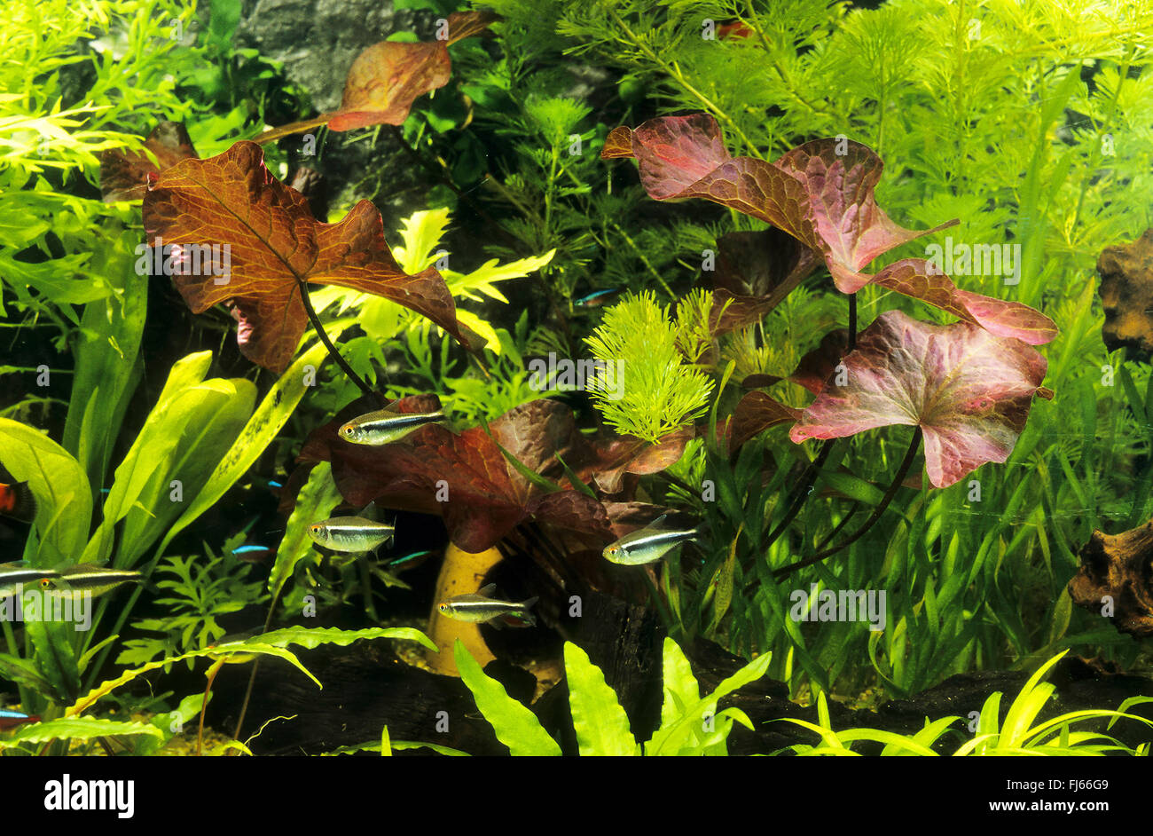 tropische Süßwasser-Aquarium Stockfoto