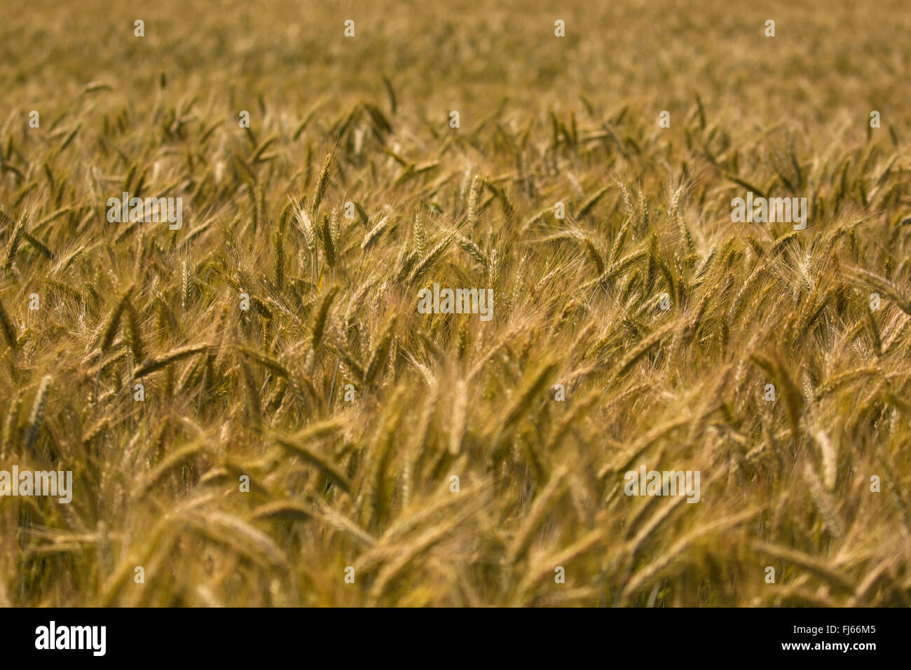 kultivierte Roggen (Secale Cereale), Feld mit reif Ohren, Oberbayern, Oberbayern, Bayern, Deutschland Stockfoto