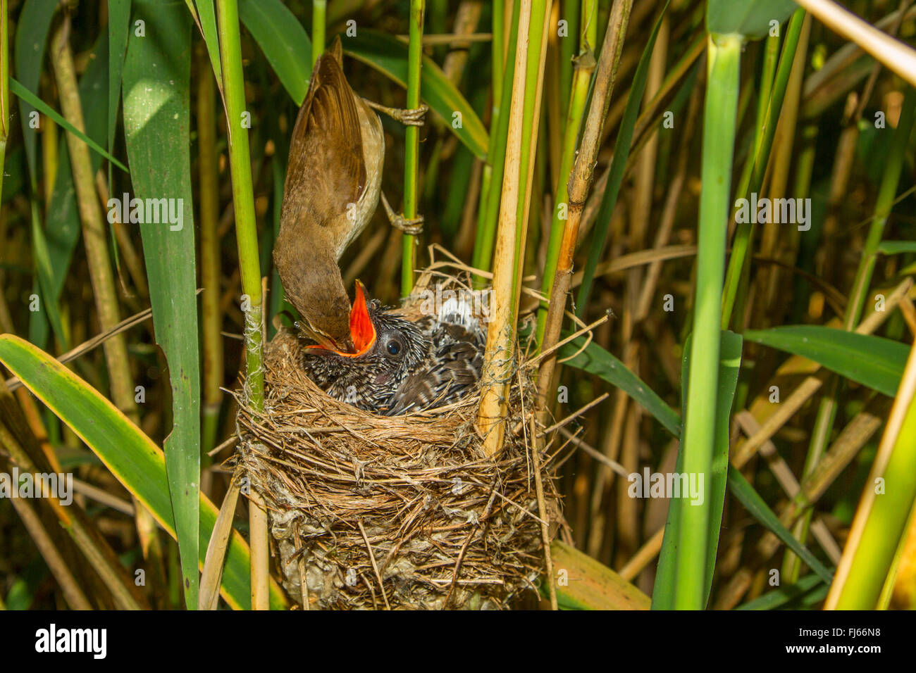Rohrsänger (Acrocephalus Scirpaceus), Rohrsänger Fütterung einen sieben Tage alten Jungen Kuckuck im Nest, Oberbayern, Oberbayern, Bayern, Deutschland Stockfoto