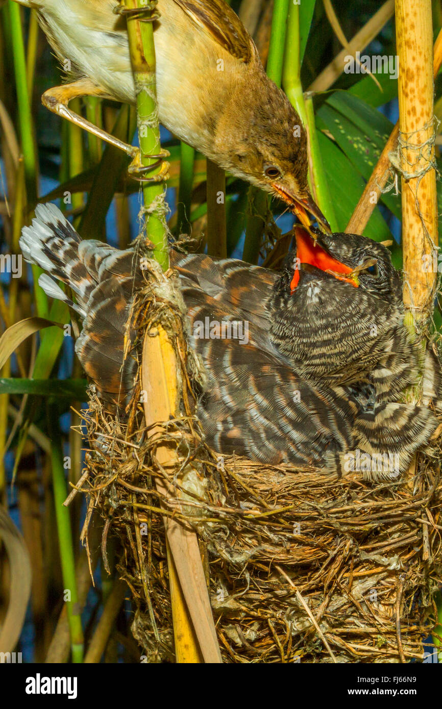 Rohrsänger (Acrocephalus Scirpaceus), Rohrsänger Fütterung einen zwölf Tage alten Jungen Kuckuck im Nest, Oberbayern, Oberbayern, Bayern, Deutschland Stockfoto