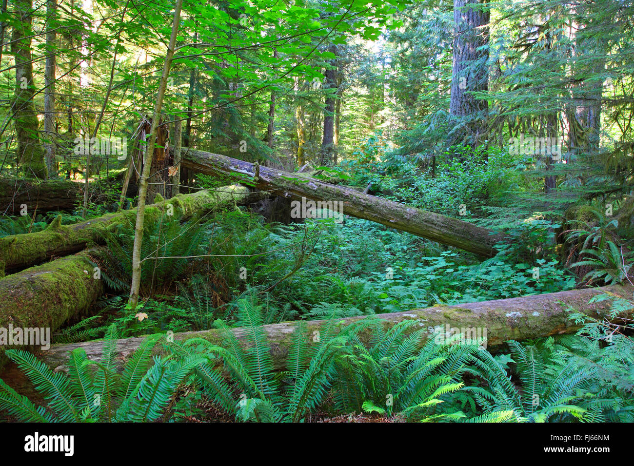 liegenden Totholz, Kanada, Vancouver Island, Cathedral Grove Regenwald Stockfoto