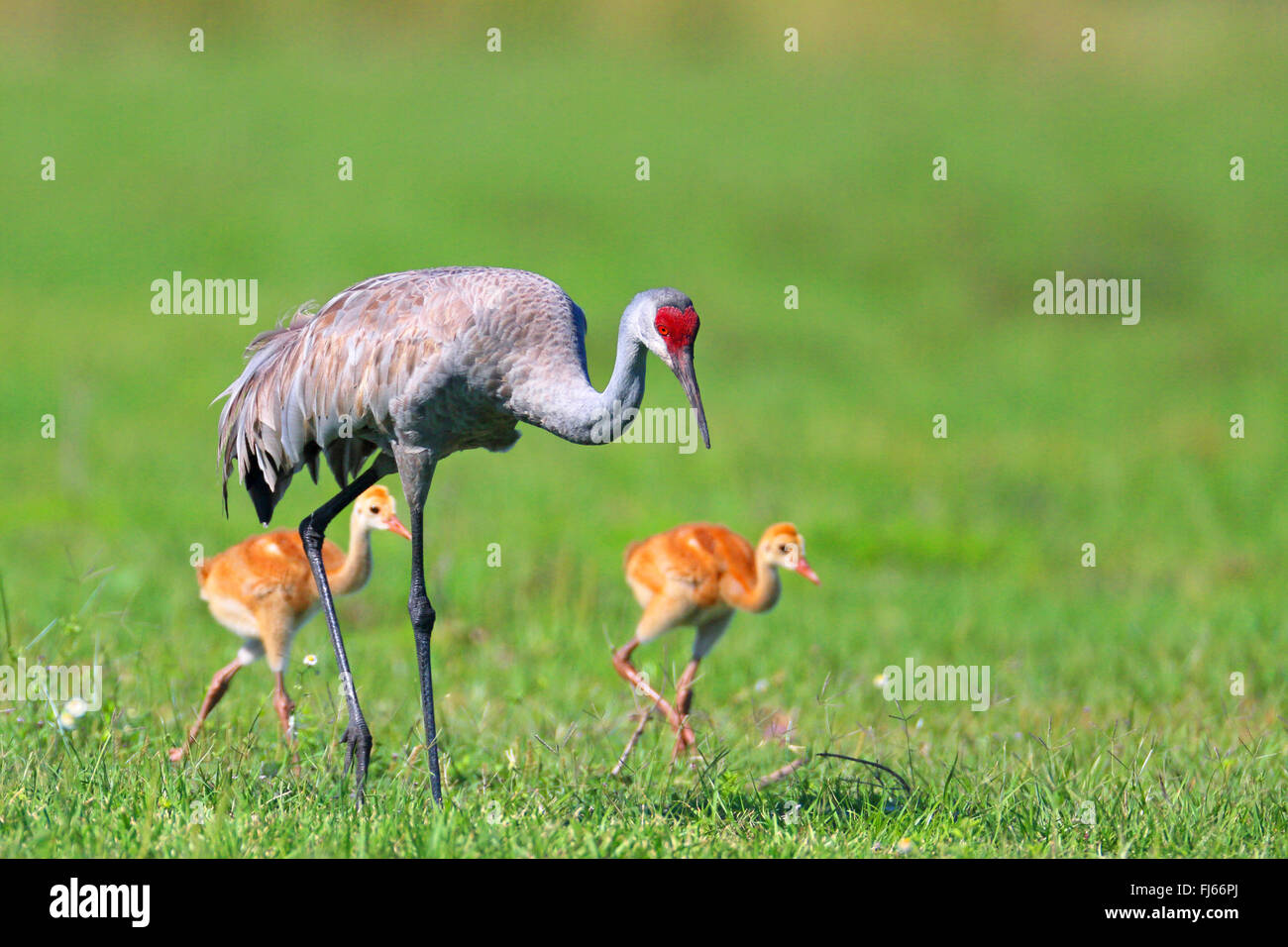 Sandhill Kran (Grus Canadensis), auf das Futter mit zwei Küken, USA, Florida, Kissimmee Stockfoto