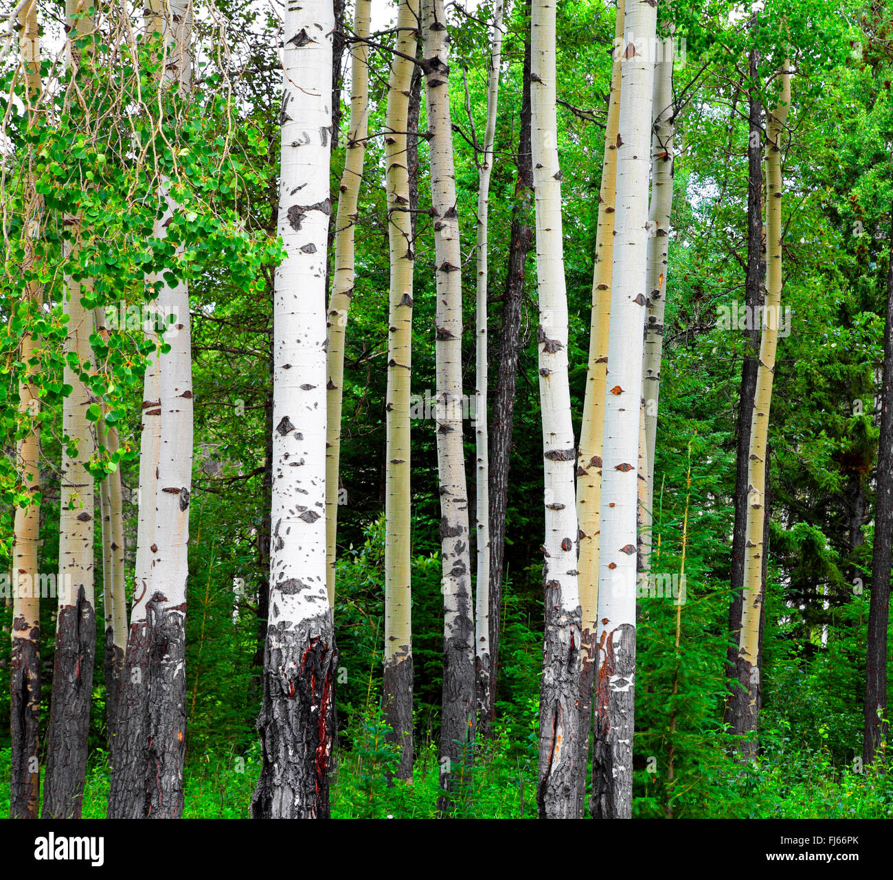 Amerikanischen Aspen, bebende Aspen, zitternde Espe (Populus Tremuloides), aspen Wald, Banff Nationalpark, Kanada, Alberta Stockfoto