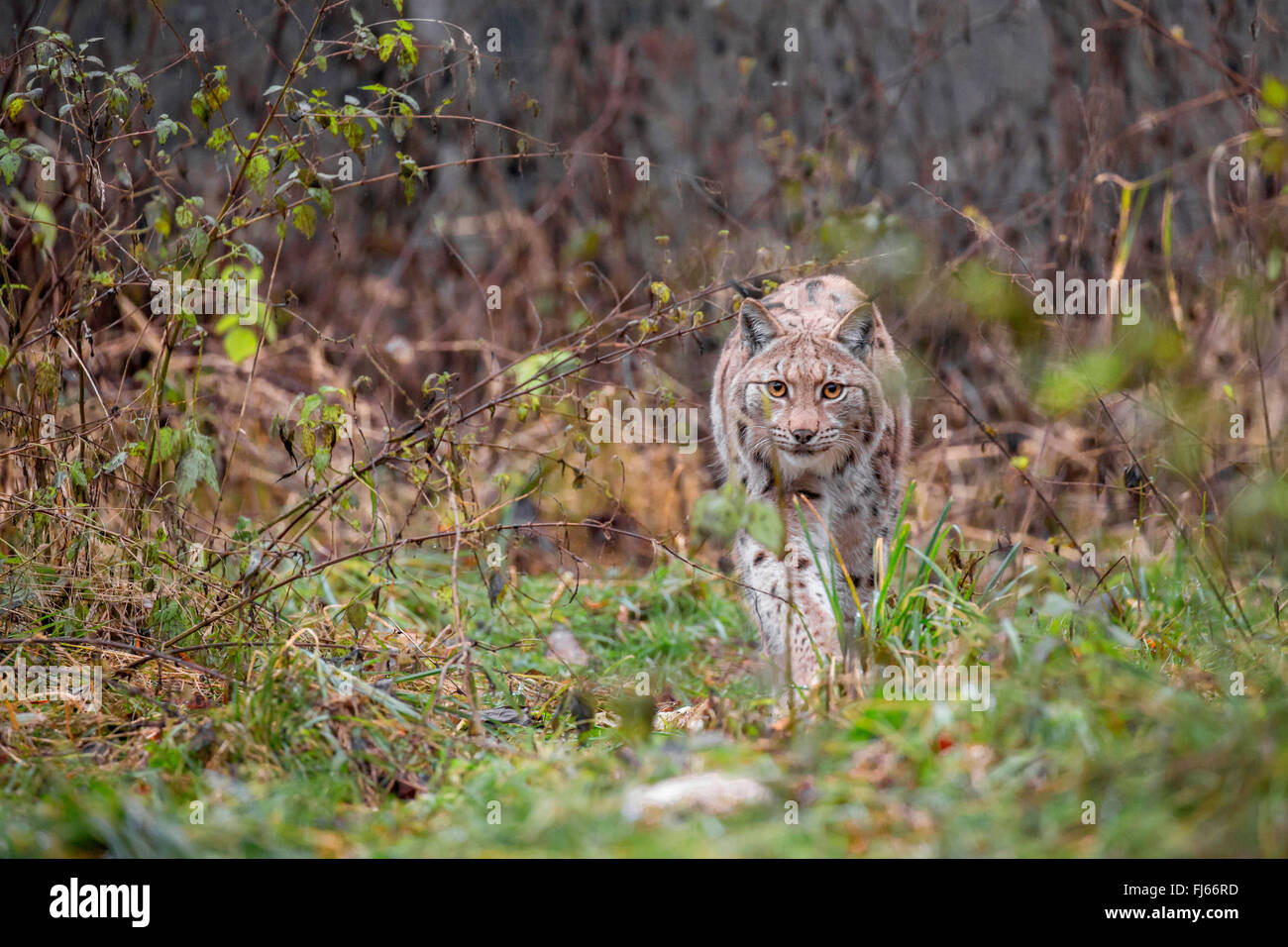 nördlichen Luchs (Lynx Lynx Lynx), Wandern durch ihr Hoheitsgebiet Stockfoto
