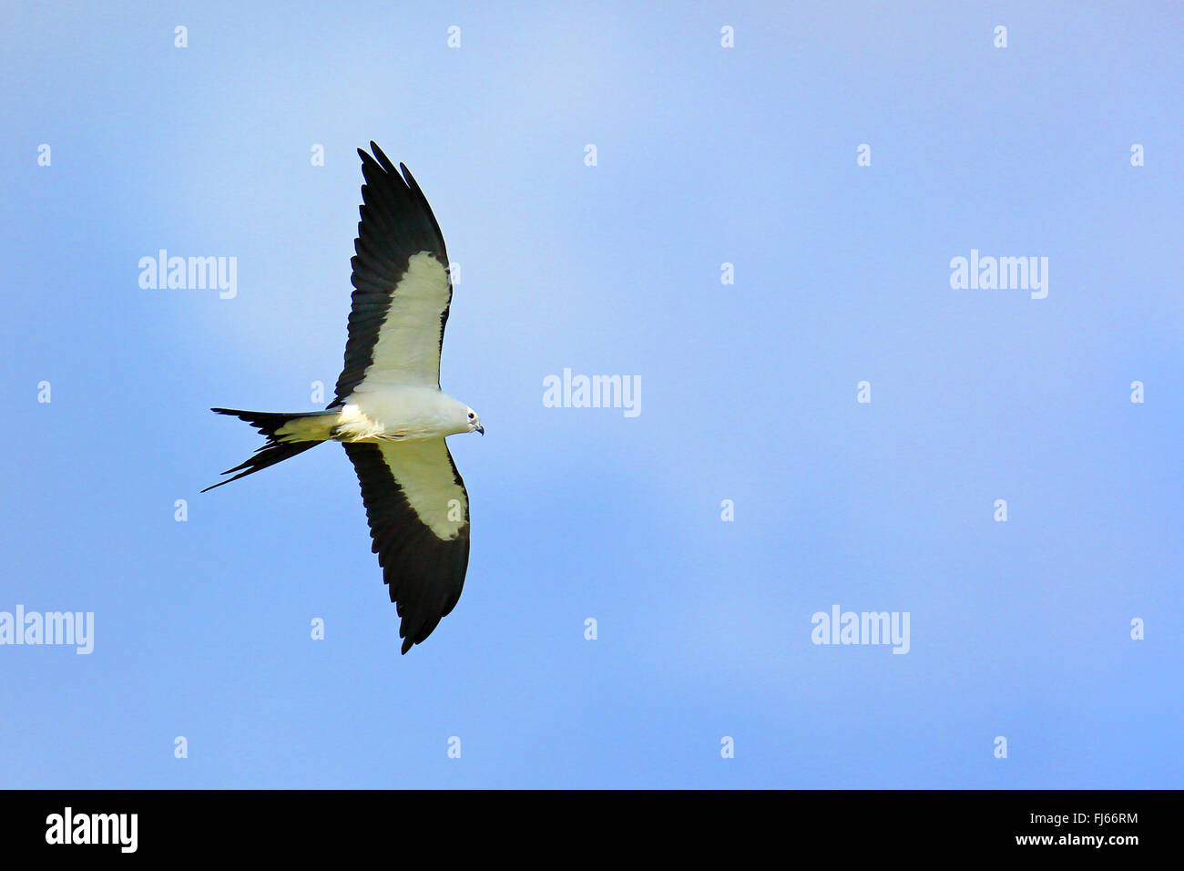 Swallowtailed Kite (Elanoides Forficatus), im Flug, USA, Florida