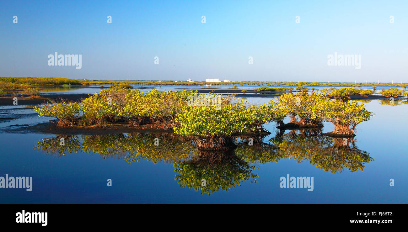 Mangroven im flachen Wasser, USA, Florida, Merritt Island Stockfoto