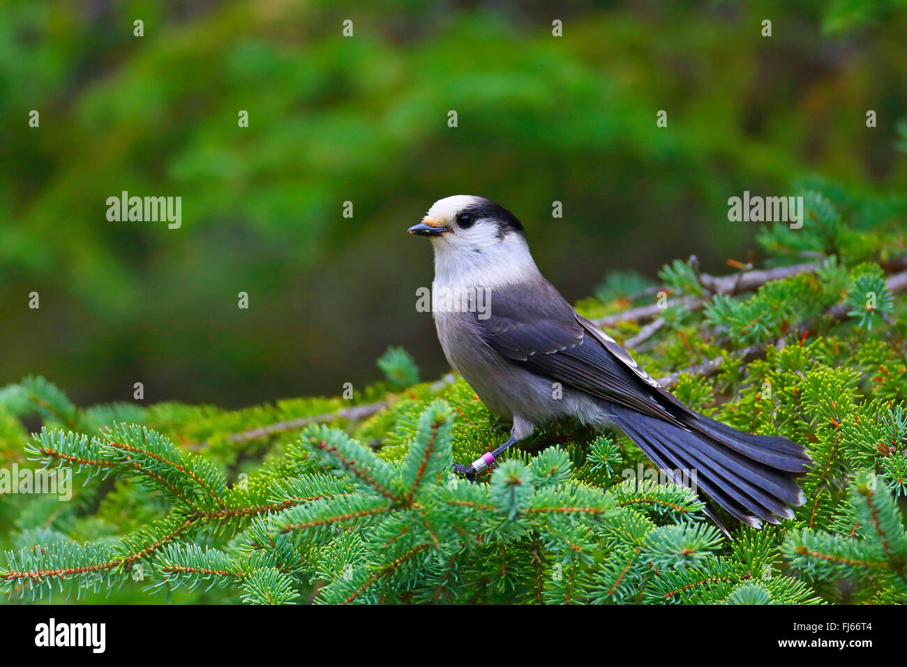 graue Jay (Perisoreus Canadensis), beringt grauen Jay sitzt auf einer Douglasie, Kanada, Ontario, Algonquin Provincial Park Stockfoto