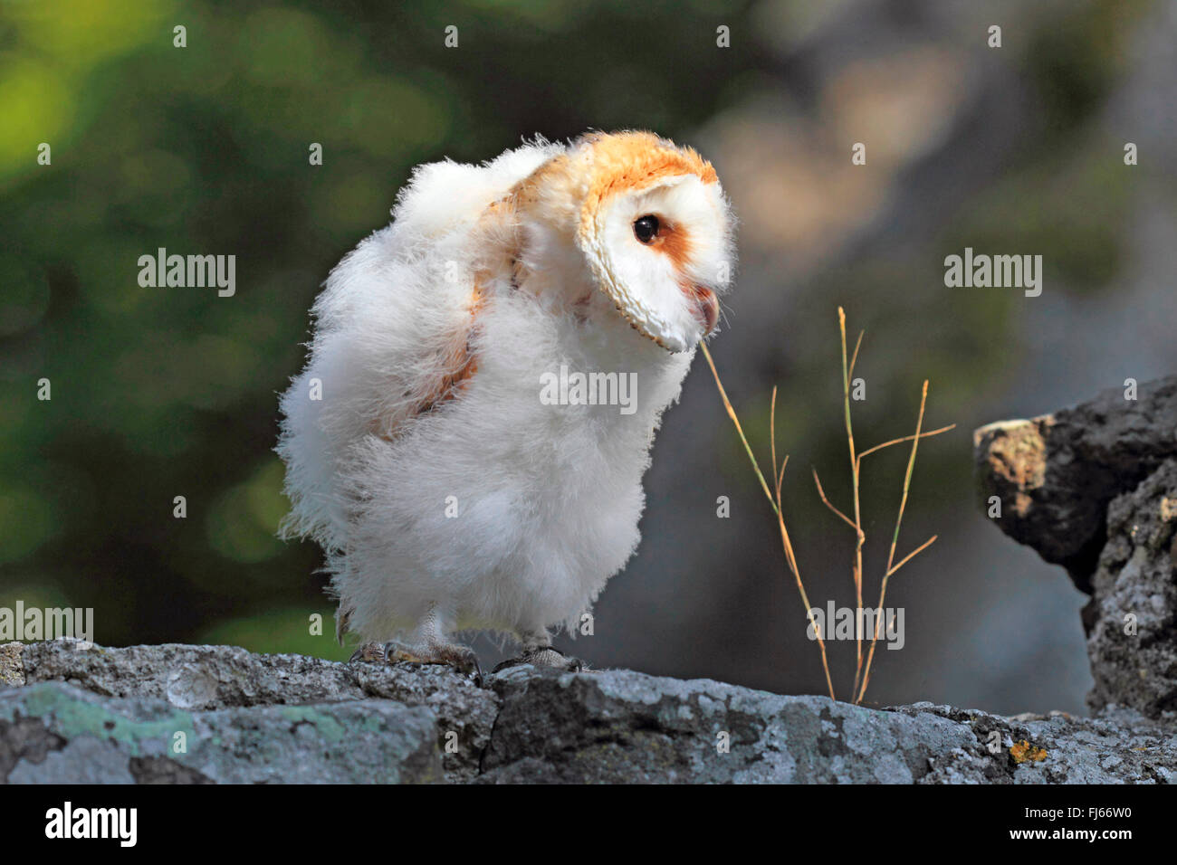 Schleiereule (Tyto Alba), juvenile, Deutschland Stockfoto