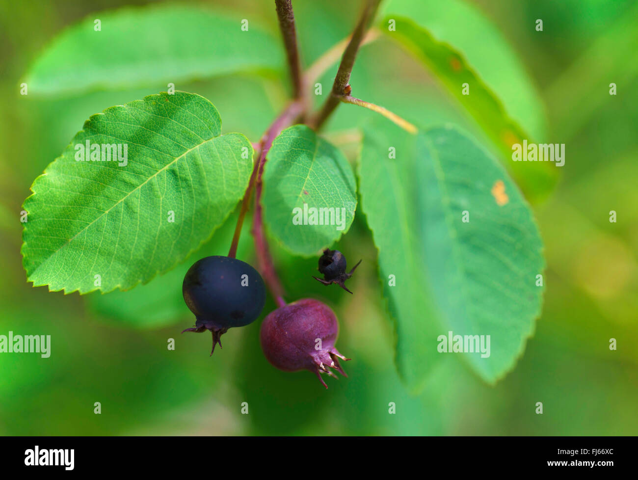 Elsbeere blatt Fotos und Bildmaterial in hoher Auflösung Alamy