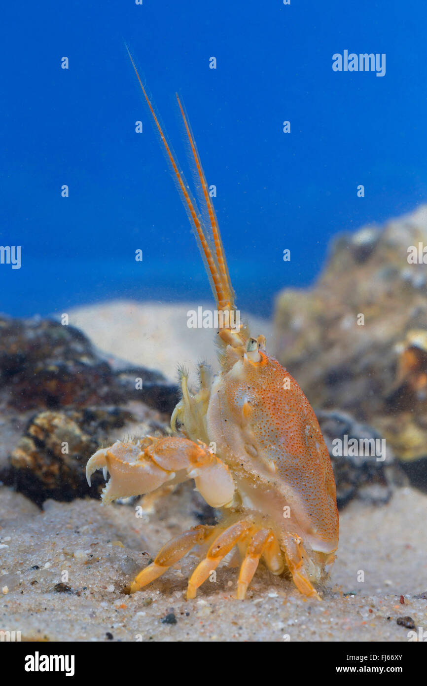 maskierte Krabbe, Helm Krabbe (Corystes Cassivelaunus, Corystes Dentatus), Weiblich Stockfoto