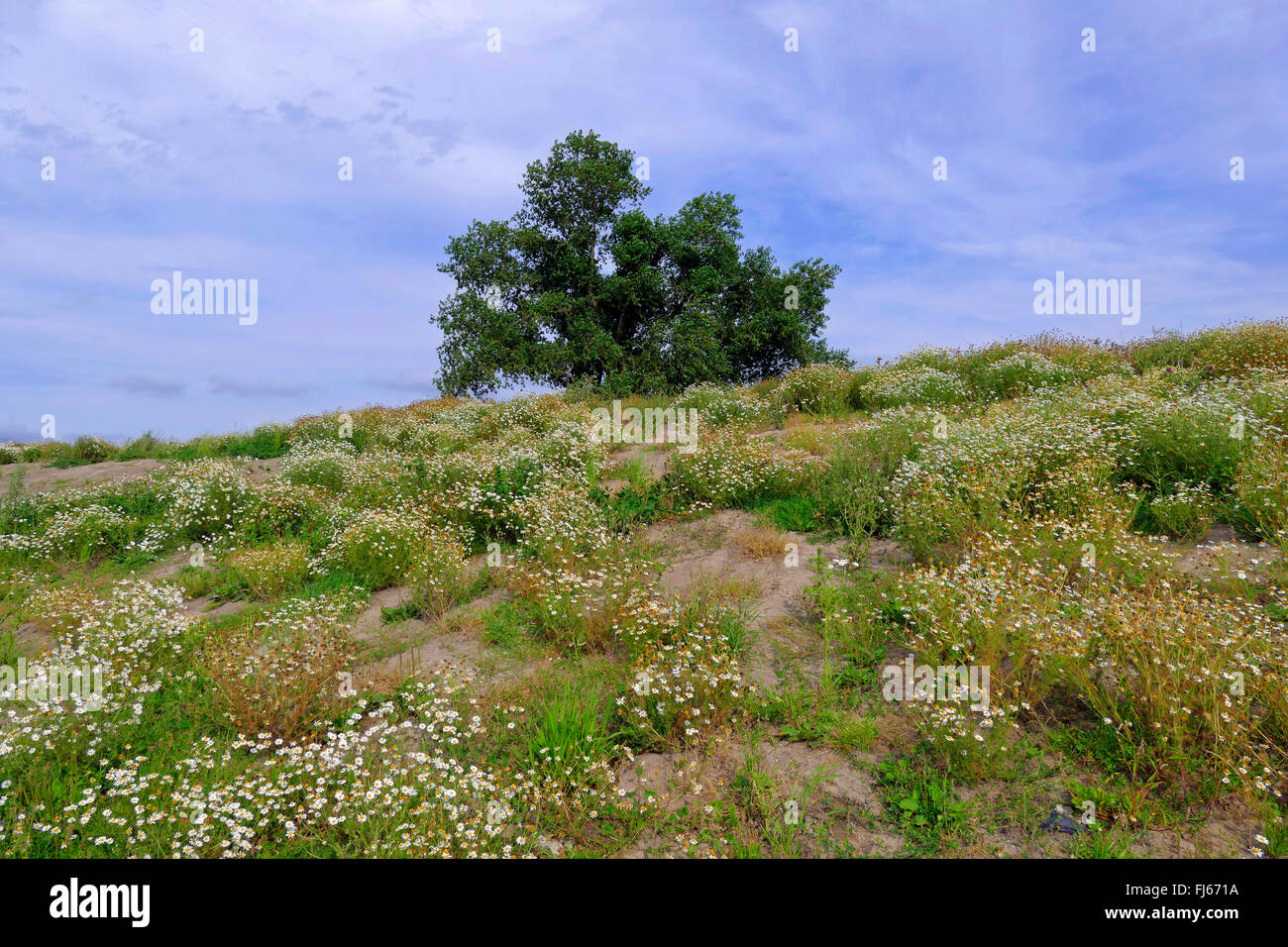 duftende Mayweed, deutsche Kamille, deutsche Mayweed (Matricaria Chamomilla Matricaria Recutita), blühende Kamille am neuen Deich, Deutschland, Niedersachsen, Cuxhaven Stockfoto