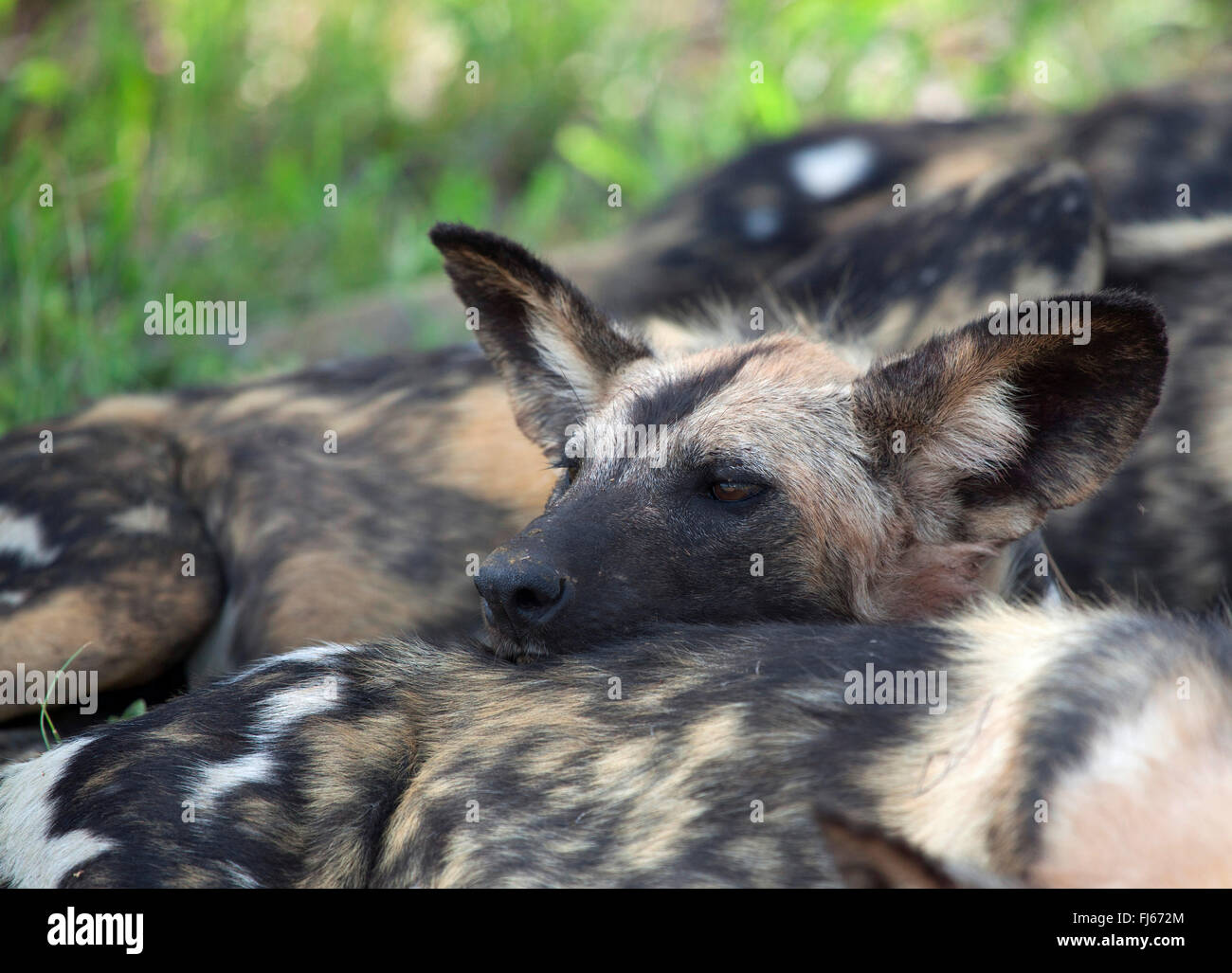 Afrikanischer Wildhund, afrikanische Jagdhund, Cape Jagdhund, Painted Dog, Painted Wolf, Painted Jagdhund, gefleckte Hund, reich verzierten Wolf (LYKAON Pictus), Porträt, Südafrika, Krüger Nationalpark Stockfoto