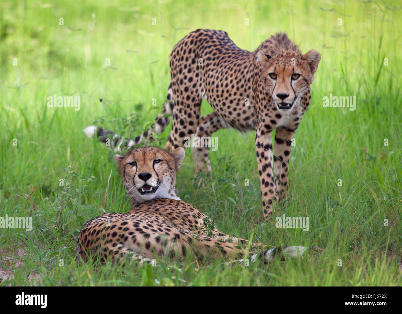 Gepard (Acinonyx Jubatus), zwei Geparden in der Savanne, Tansania Stockfoto