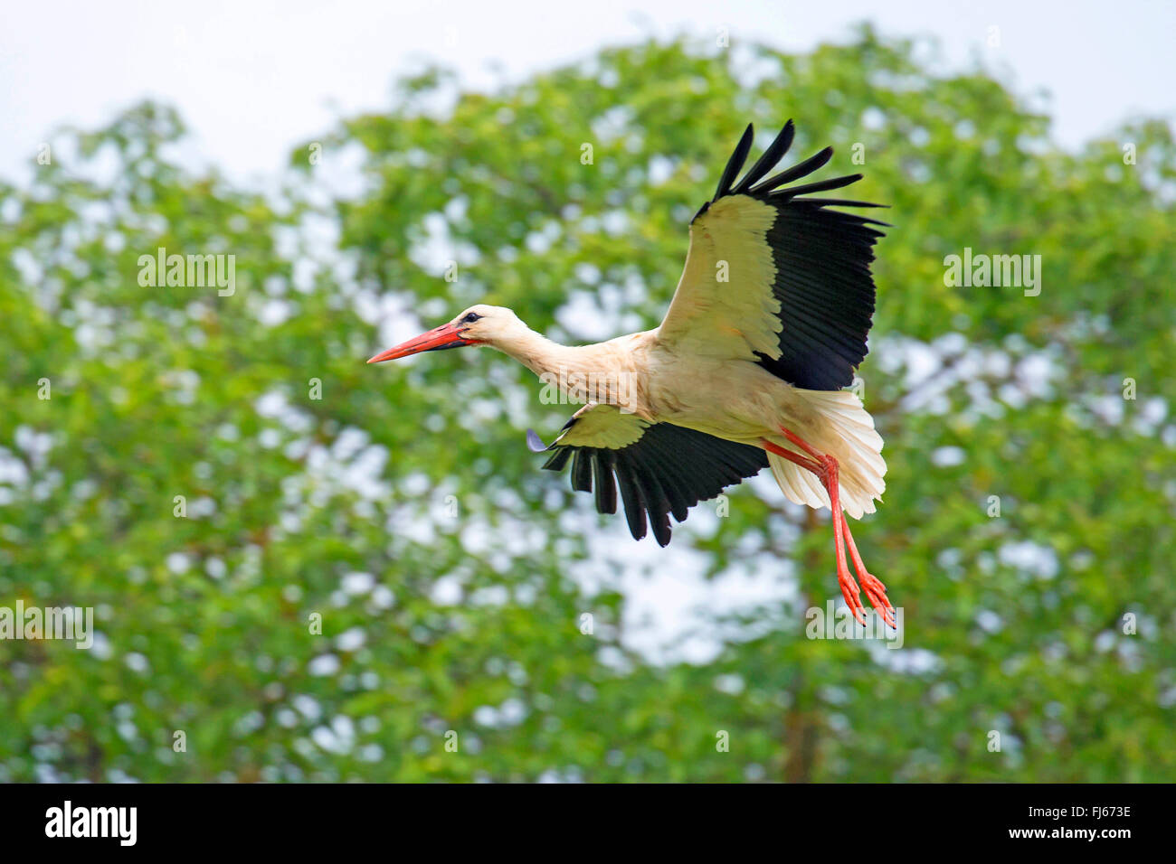 Weißstorch (Ciconia Ciconia), im Flug, Seitenansicht, Frankreich, Alsace Stockfoto