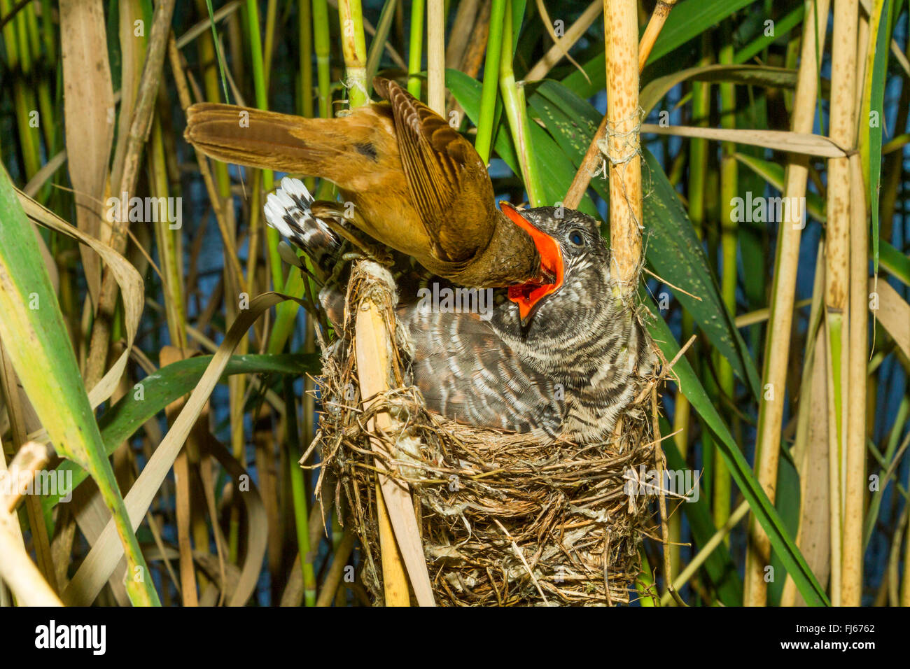 Rohrsänger (Acrocephalus Scirpaceus), Rohrsänger Fütterung einen zwölf Tage alten Jungen Kuckuck im Nest, Oberbayern, Oberbayern, Bayern, Deutschland Stockfoto