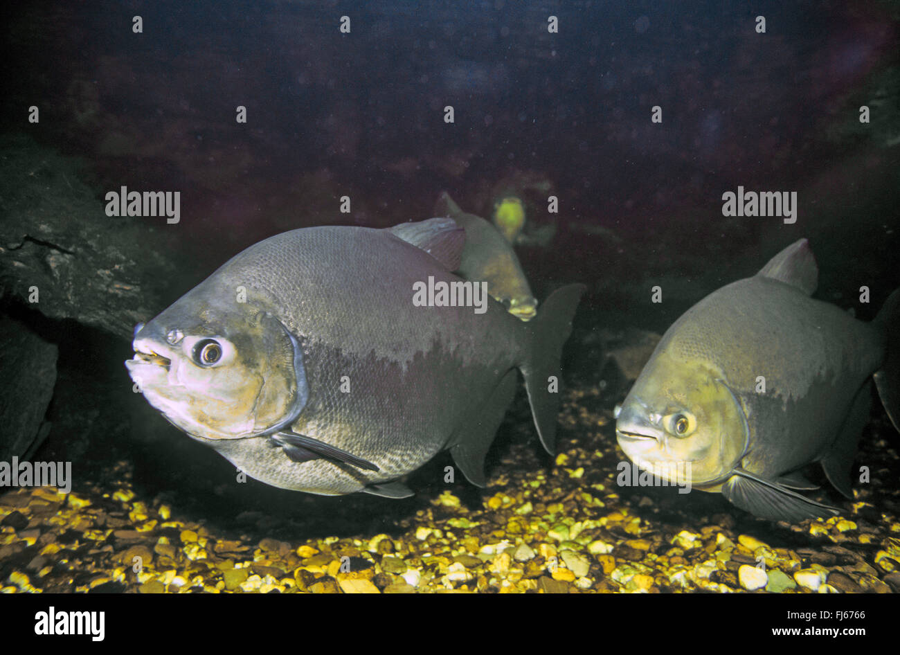Pacu (Myleus Pacu), zwei Aufwachraun Stockfotografie Alamy