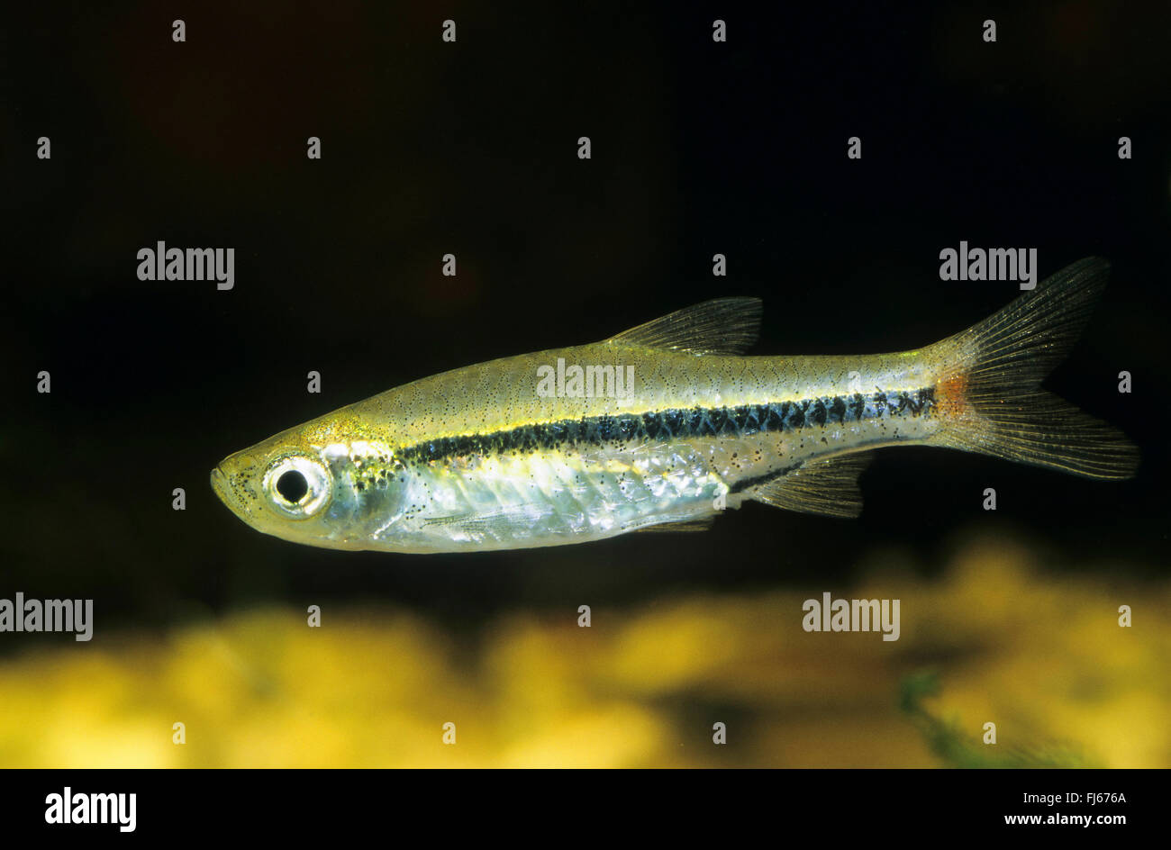 Blackline Rasbora, Redtailed Rasbora, Bora Bora Rasbora, brillante