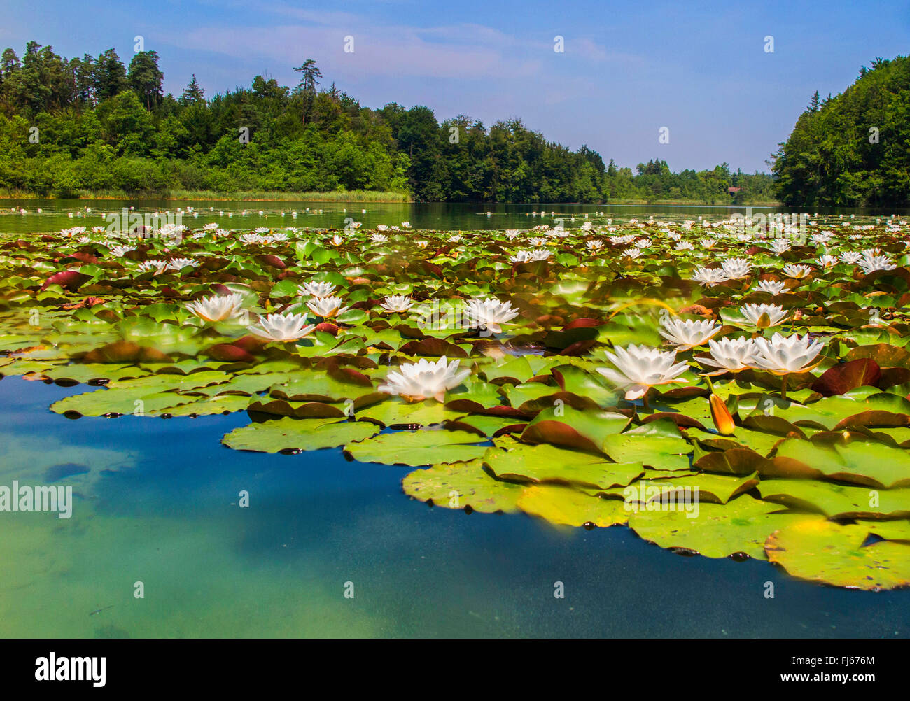 Weiße Seerose, weiße Teich Lily (Nymphaea Alba), engen Bevölkerung mit vielen Blüten, Deutschland, Bayern, siehe Langbuergener Stockfoto