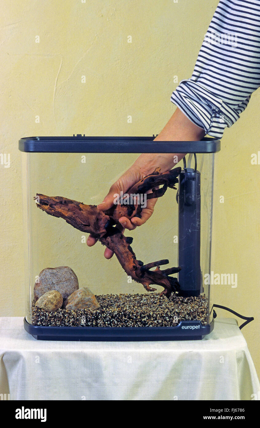 Einrichten eines Aquariums, Totholz in ein Aquarium einrichten Stockfoto