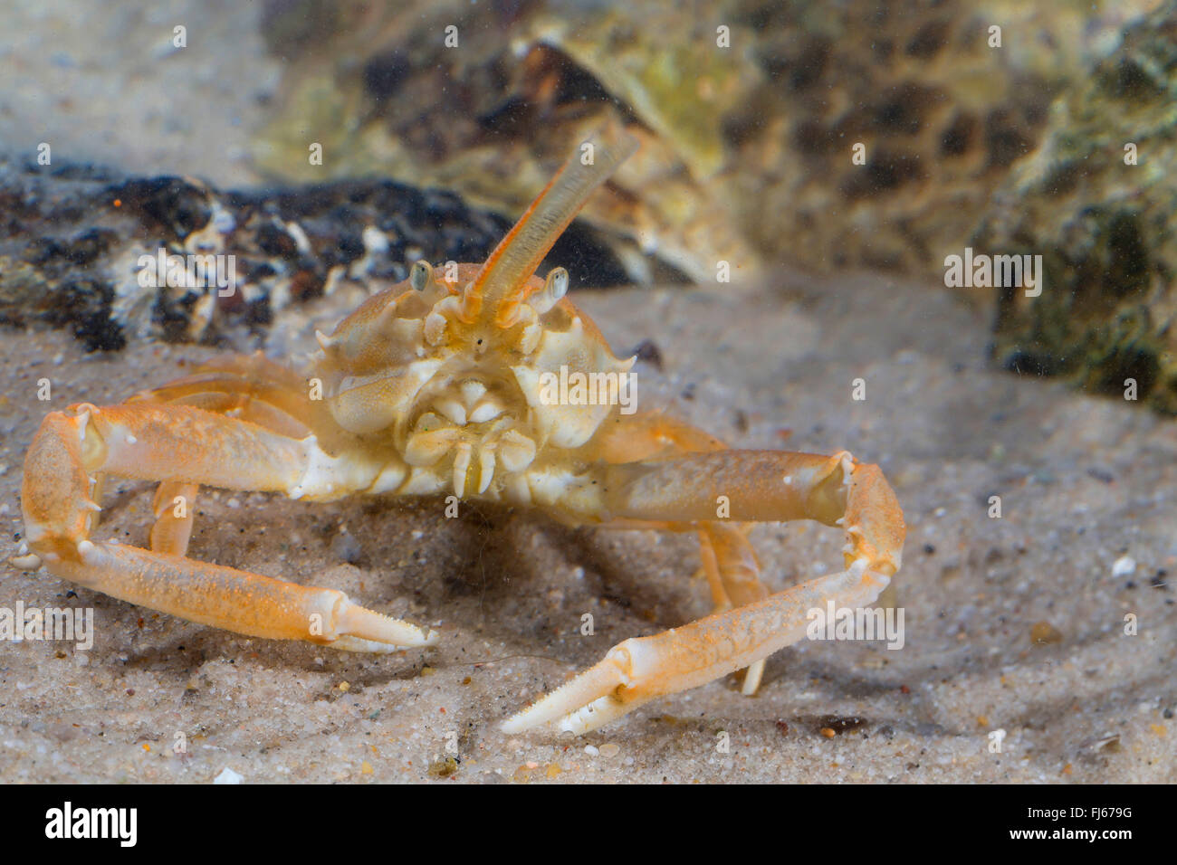 maskierte Krabbe, Helm Krabbe (Corystes Cassivelaunus, Corystes Dentatus), Männlich Stockfoto