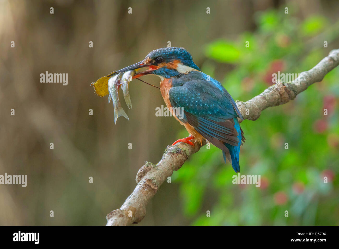 Fluss-Eisvogel (Alcedo Atthis), Weibchen mit einem Blatt und zwei Simulaneously fingen Fische in der Rechnung, Deutschland, Bayern Stockfoto