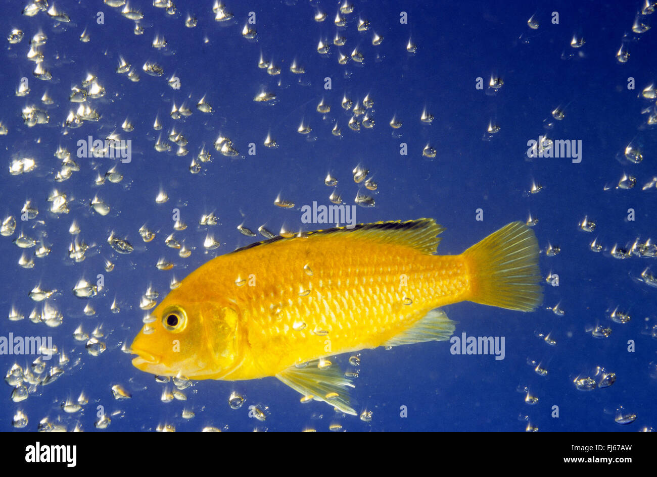 Zitronengelb Lab, elektrische gelb, gelbe Prinz, Labido Jaune (Labidochromis gelb), Schwimmen Stockfoto