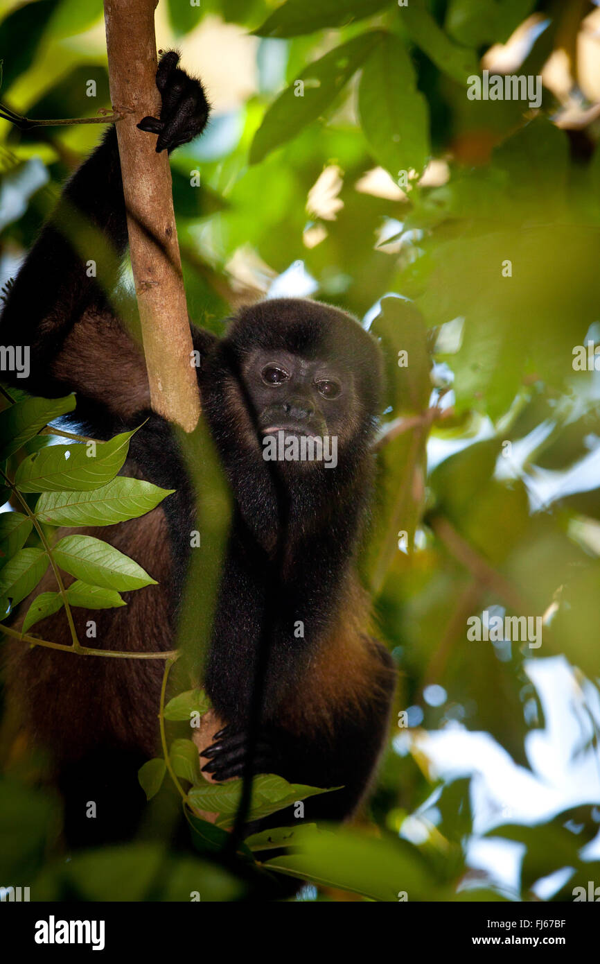 Coiba Howler Monkey, Alouatta coibensis, im Regenwald im Coiba-Nationalpark, Pazifik, Provinz Veraguas, Republik Panama Stockfoto