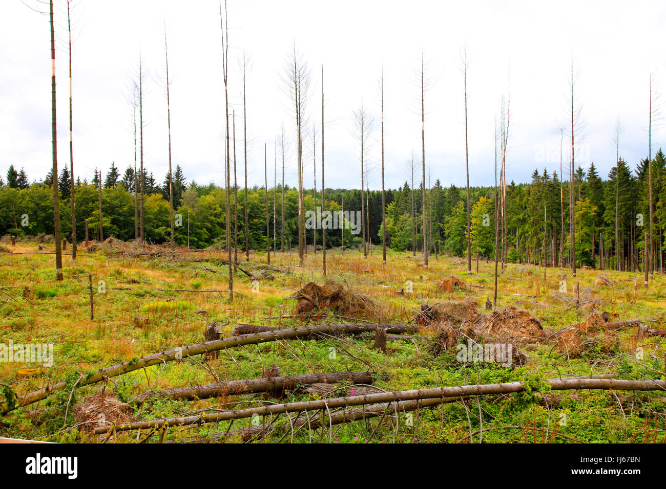 Windschutz-Bereich am Nationalpark Eifel, Deutschland, Nordrhein-Westfalen, Nationalpark Eifel Heimbach Stockfoto