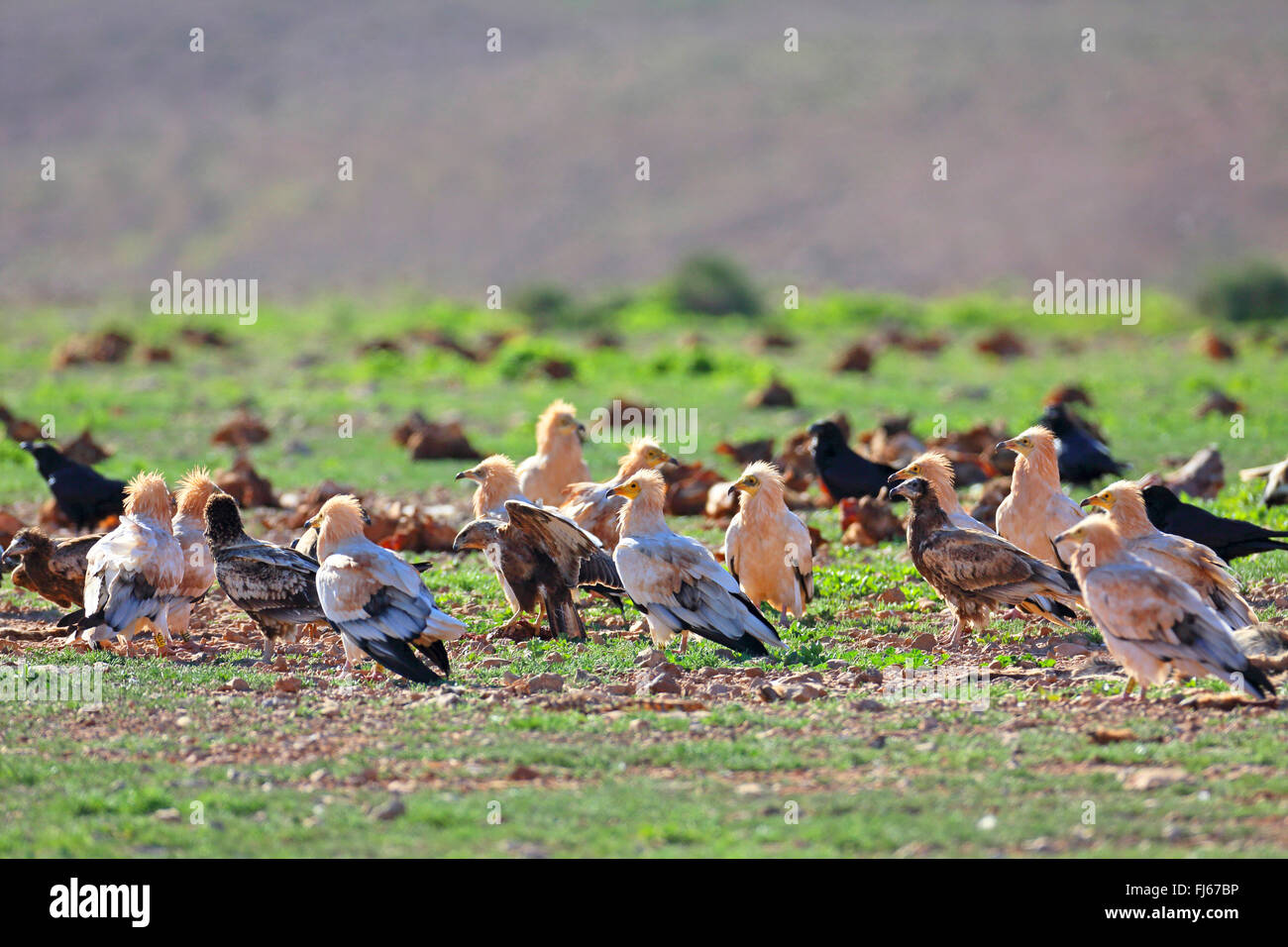 Schmutzgeier (Neophron Percnopterus), Gruppe in Ihrer Nähe einen Kadaver, Kanarischen Inseln, Fuerteventura Stockfoto