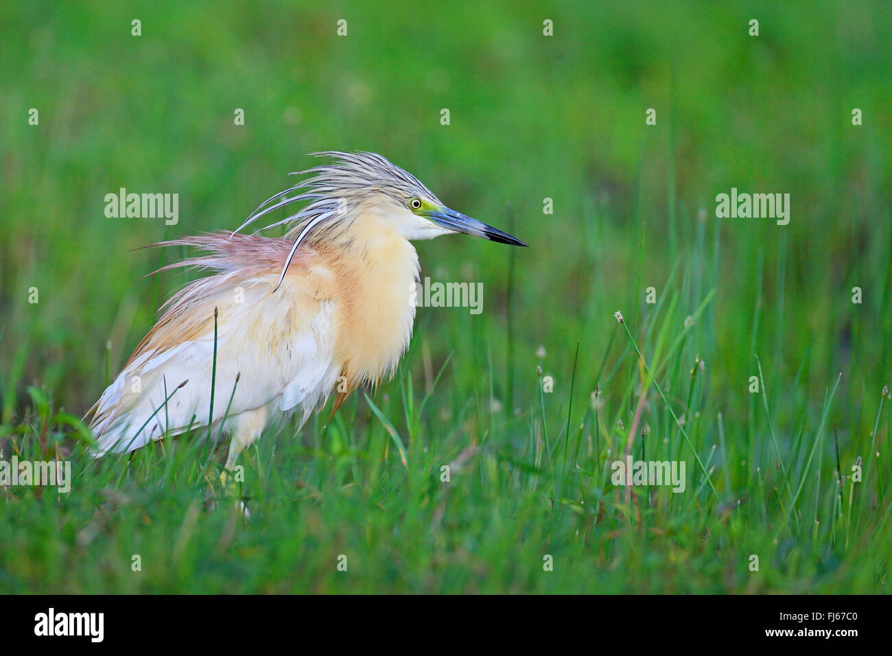 Rallenreiher (Ardeola Ralloides), aufgeplustert, Rallenreiher steht im Sumpf, Griechenland, See Kerkini Stockfoto