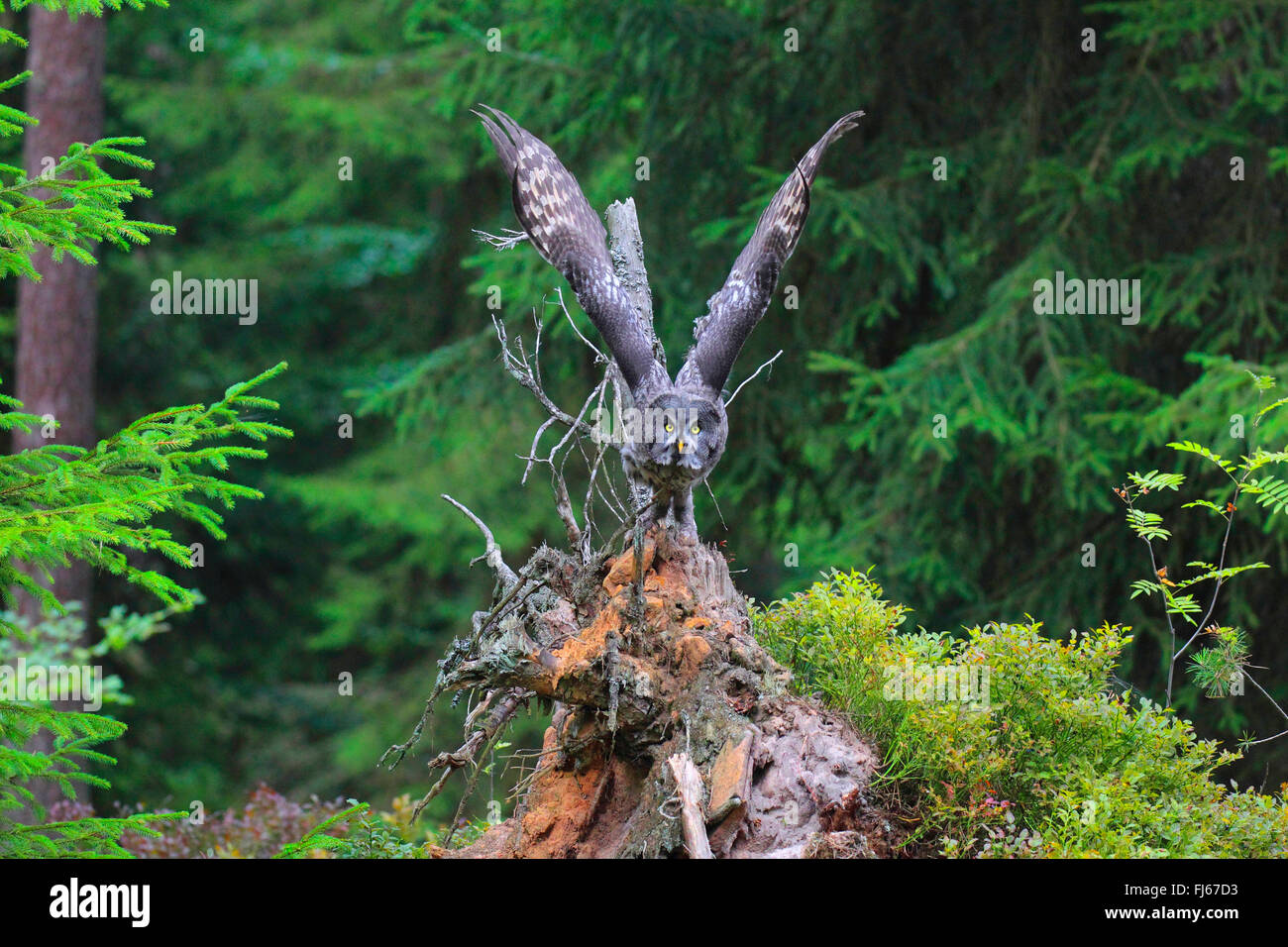 Bartkauz (Strix Nebulosa), während des Fluges im Wald, Deutschland Stockfoto
