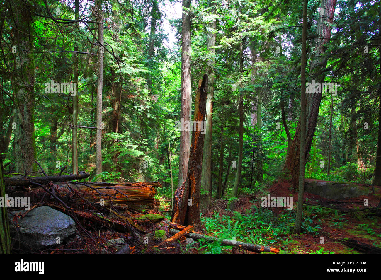 Douglasie (Pseudotsuga Menziesii), Bevölkerung der alten Douglasien im Lighthouse Park, Kanada, British Columbia, Vancouver Stockfoto