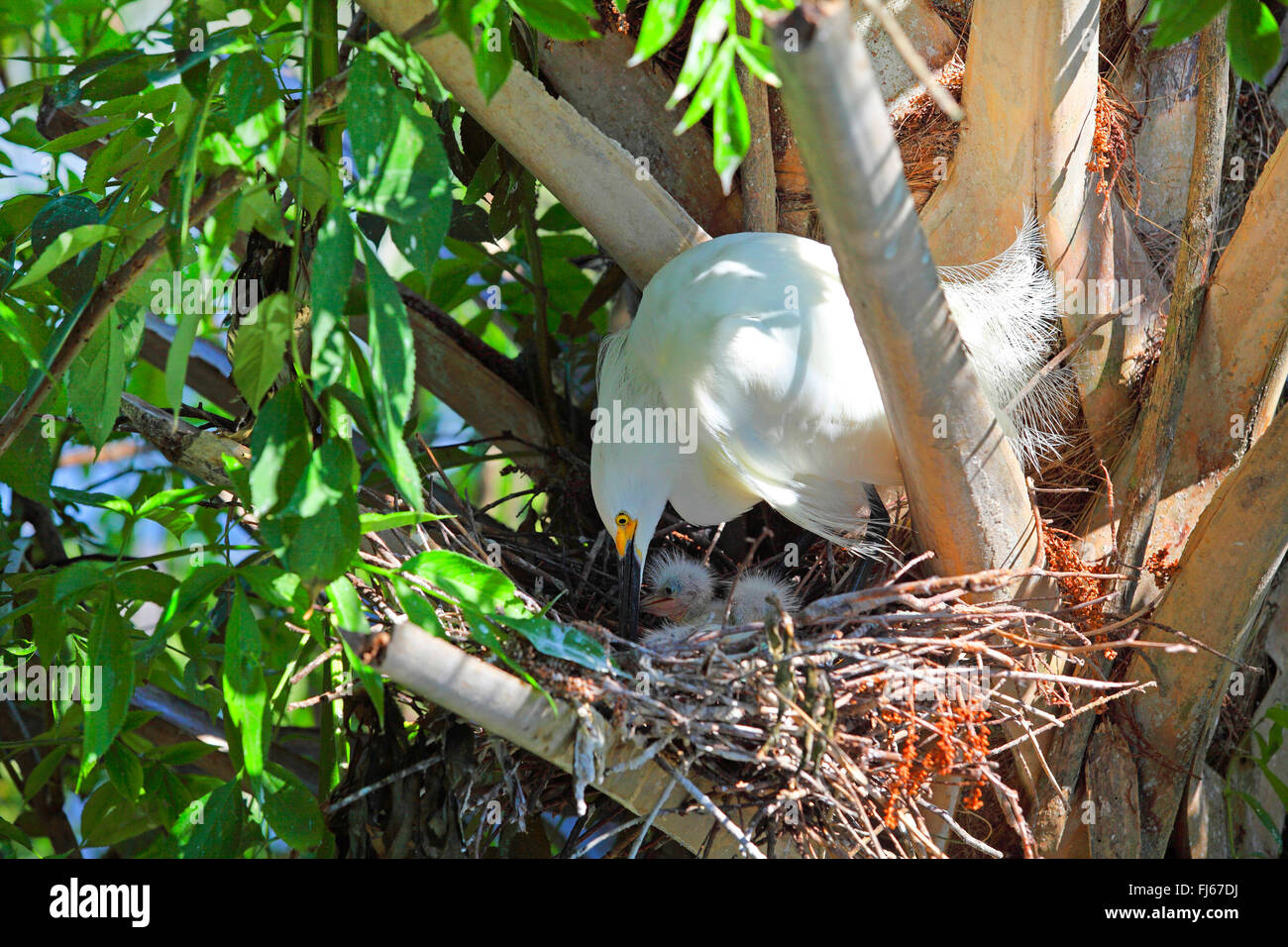 Snowy Silberreiher (Egretta unaufger), mit kleinen Küken im Nest, USA, Florida, Gatorland Stockfoto