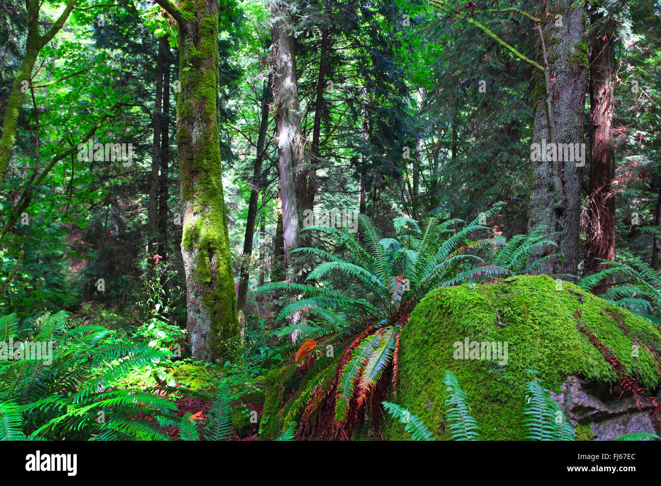 Douglasie (Pseudotsuga Menziesii), Bevölkerung der alten Douglasien im Lighthouse Park, Kanada, British Columbia, Vancouver Stockfoto