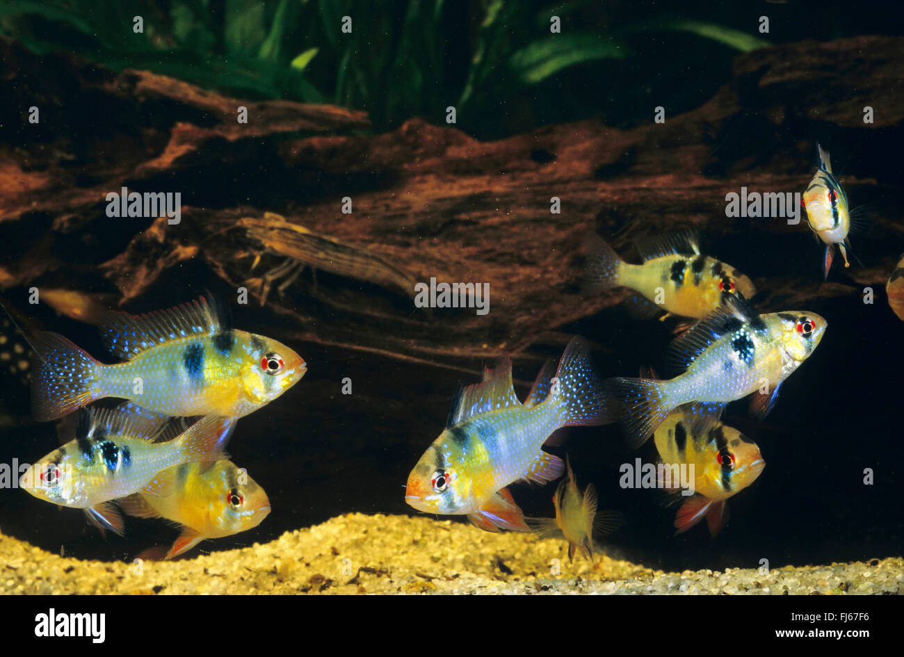 RAM Cichlid, blauen Ram, deutsche blaue Ram, asiatische Ram, Schmetterlings-Buntbarsch, Ramirez Zwerg Buntbarsche, Zwerg Schmetterlings Buntbarsch (Mikrogeophagus Geophagus, Microgeophagus Geophagus, Papiliochromis Geophagus, Apistogramma Geophagus, Pseudogeophagus Geophagus, Pseudoapistogramma Geophagus), Schule Stockfoto