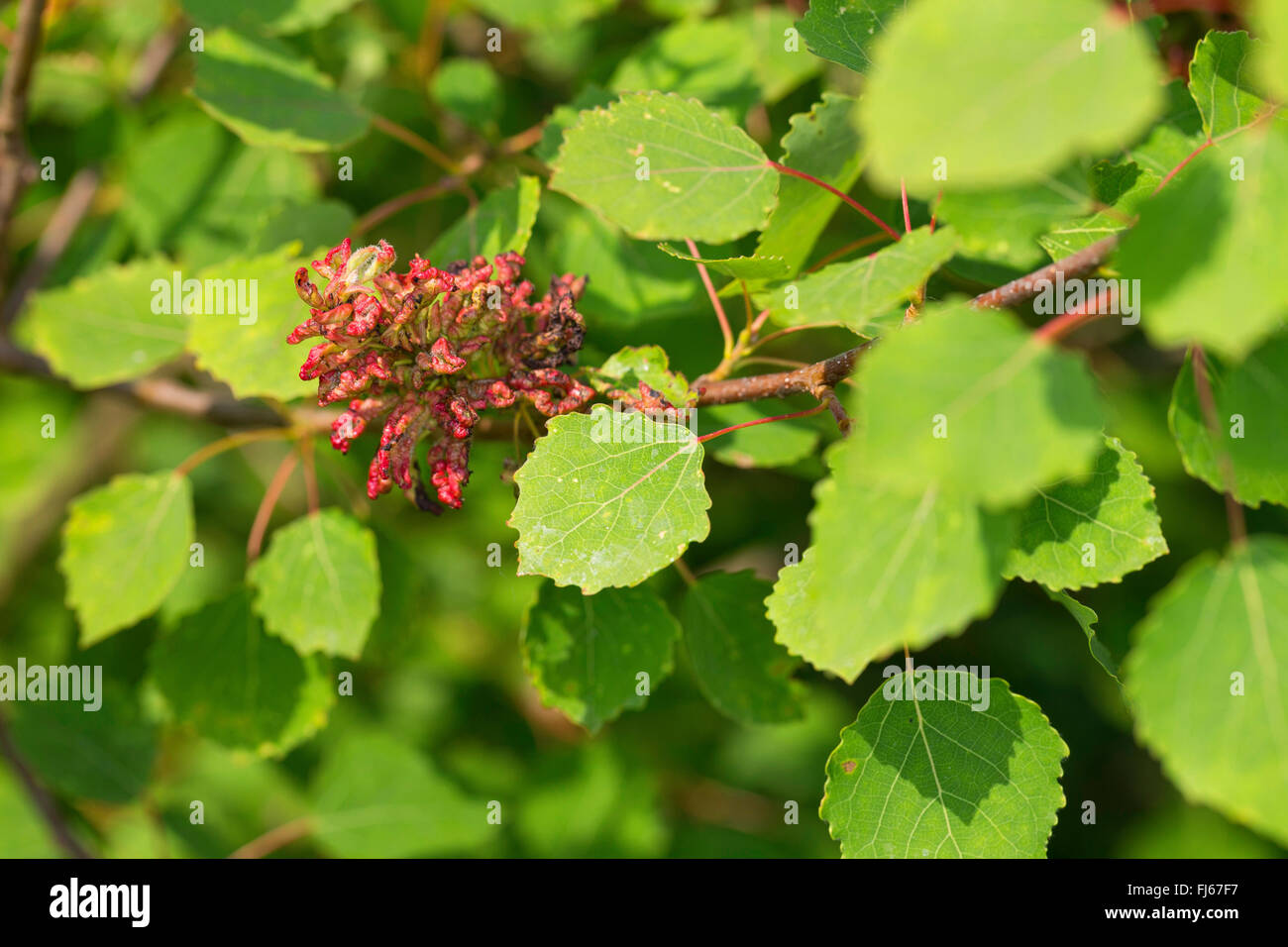 Espenlaub Milbe (Aceria Dispar), Gall Milben bei gemeinsamen Aspen, Deutschland Stockfoto