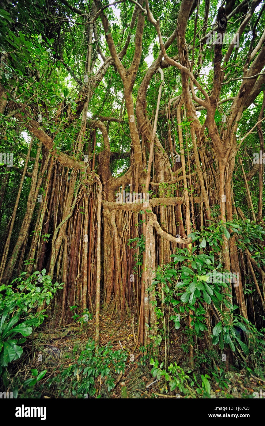 Banyan (Ficus Feige), Luftwurzeln, Neu-Kaledonien, Ile des Pins Stockfoto