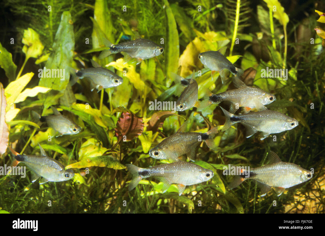 Odontostilbe (Odontostilbe Piaba, Chirodon Piaba, Serrapinnus Piaba), kleine Schule Stockfoto